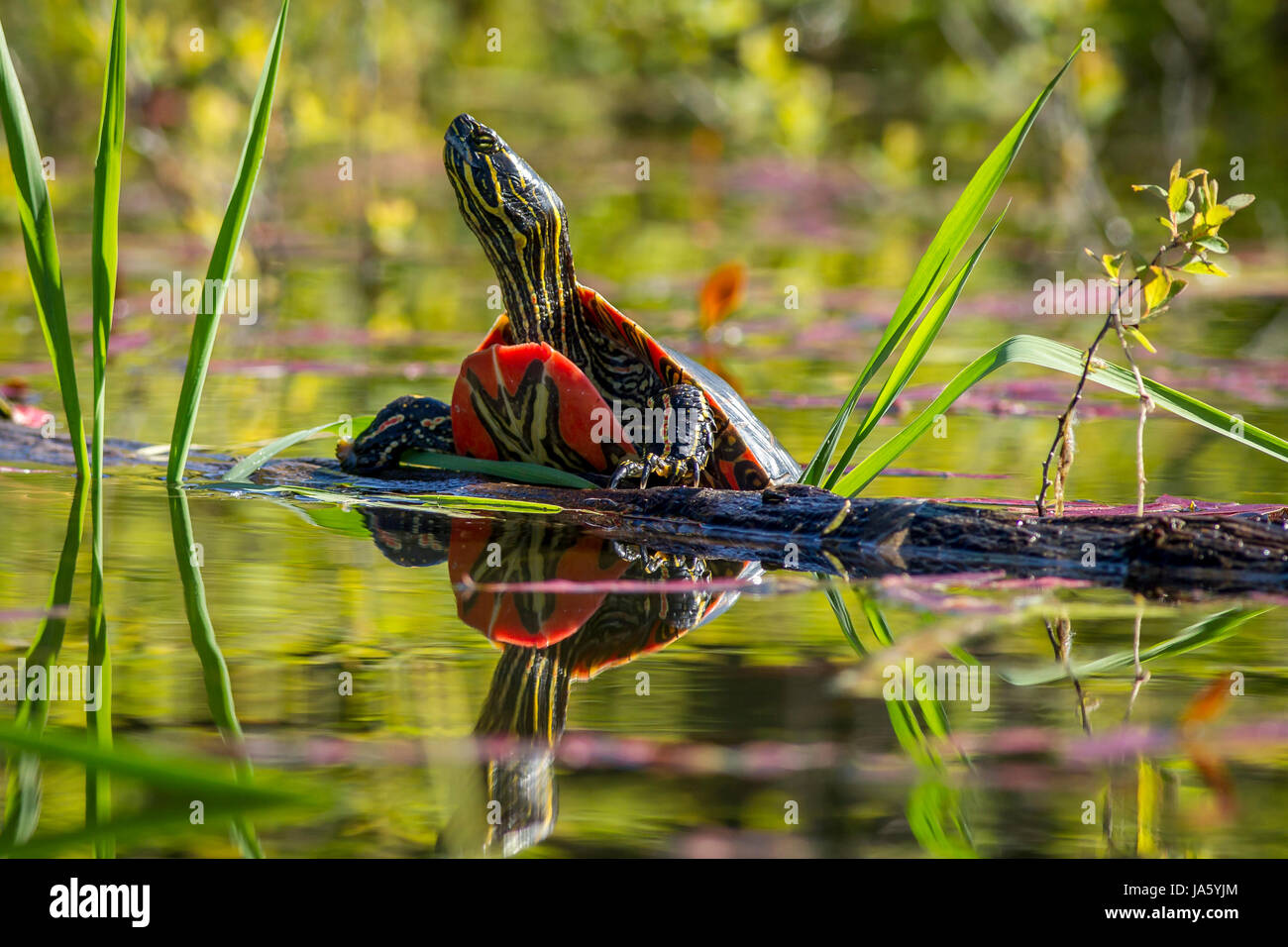 Un dipinto di turtle poggia su un log in acqua calma in Twin Lakes, Idaho. Foto Stock