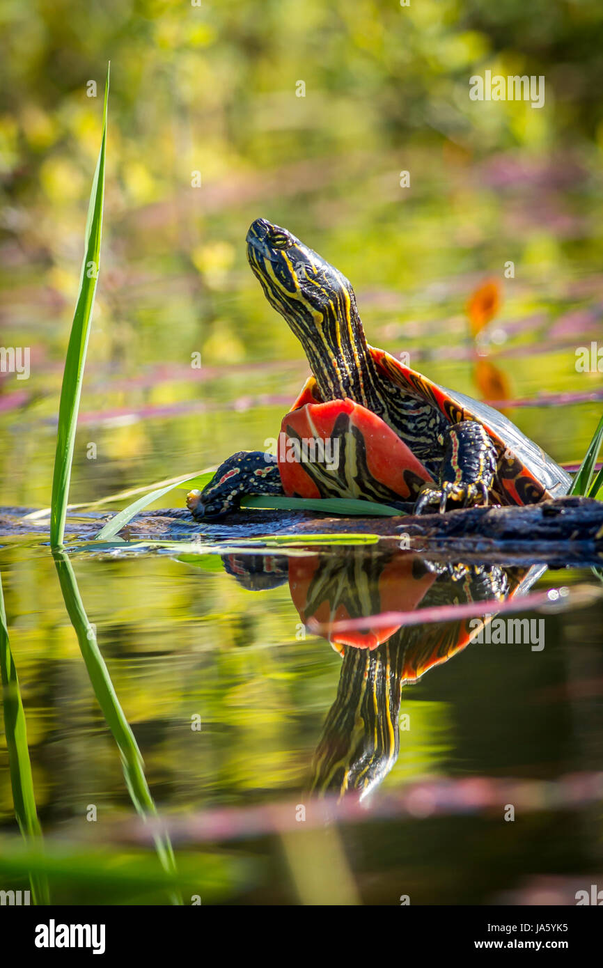 Un dipinto di turtle poggia su un log in acqua calma in Twin Lakes, Idaho. Foto Stock