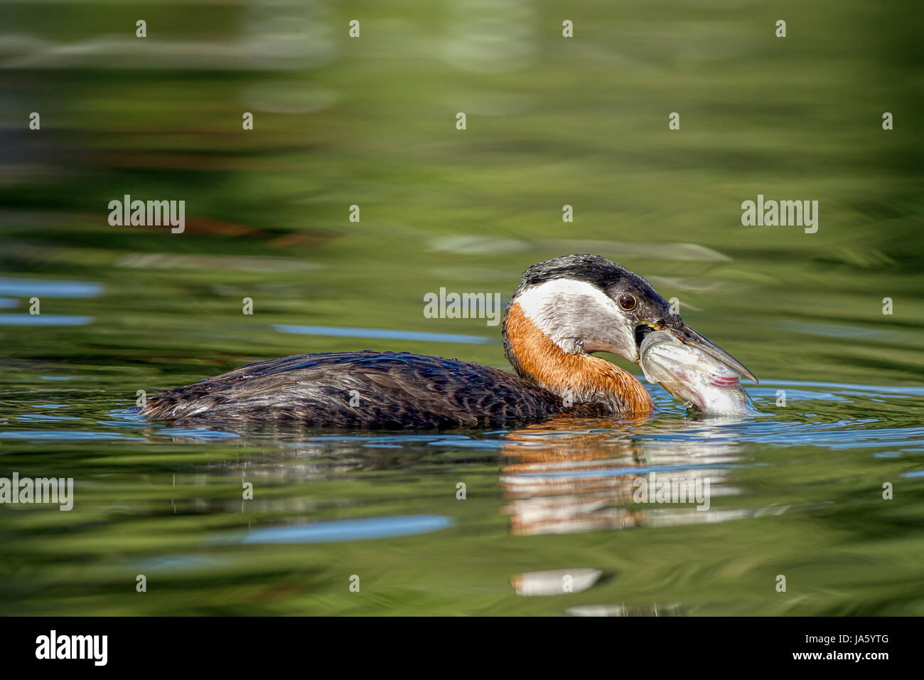 Un collo rosso svasso le catture di pesce in Twin Lakes, Idaho. Foto Stock