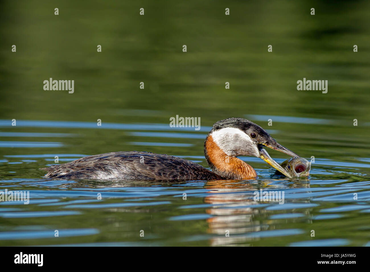Un collo rosso svasso le catture di pesce in Twin Lakes, Idaho. Foto Stock