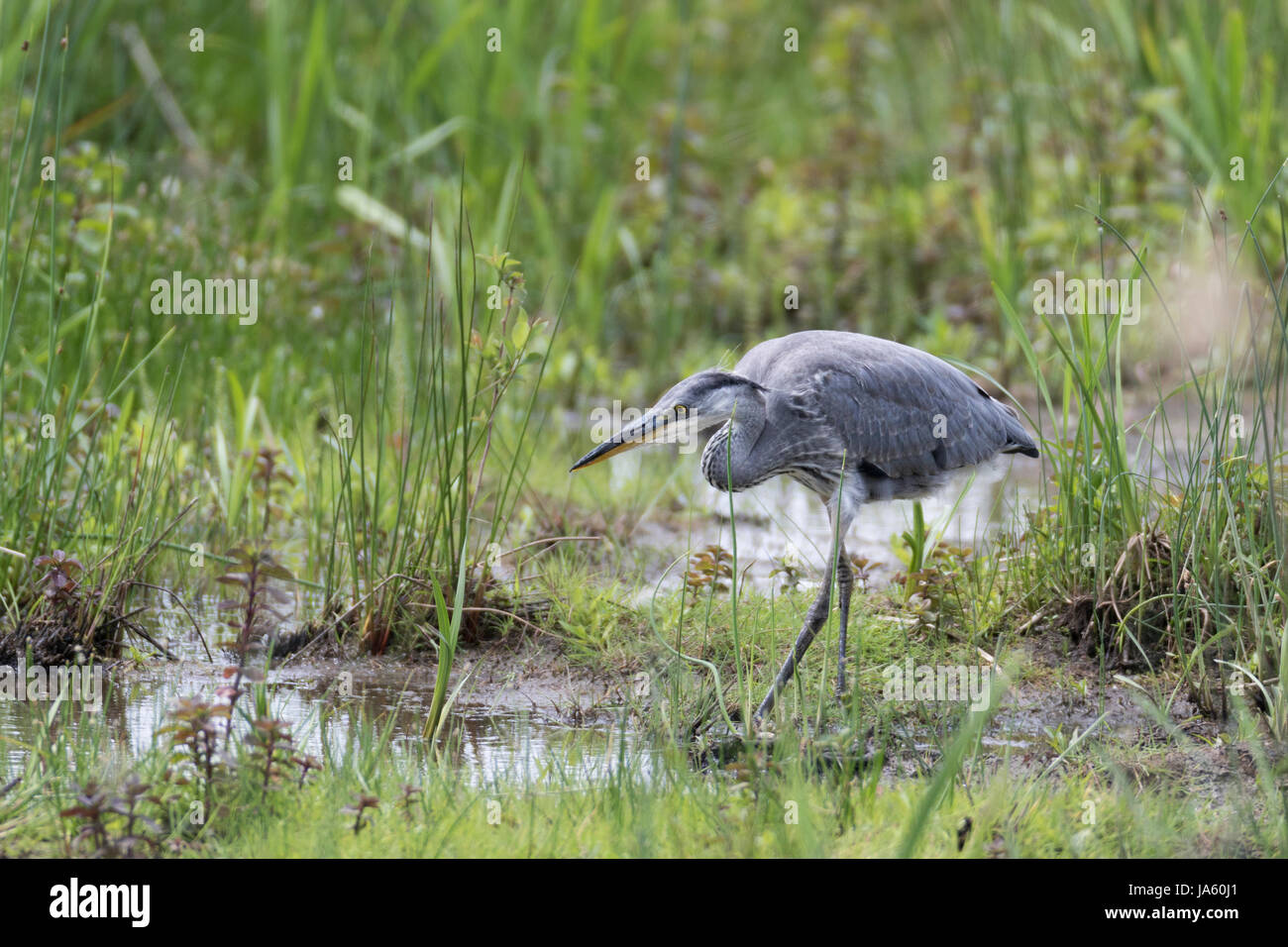 Airone cenerino, Ardea cinerea Foto Stock