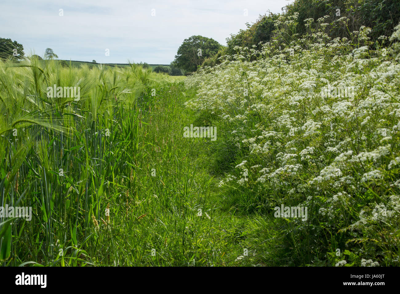 Un sentiero che corre attraverso il lato di un campo con orzo cresce e siepi con fiori selvatici Foto Stock