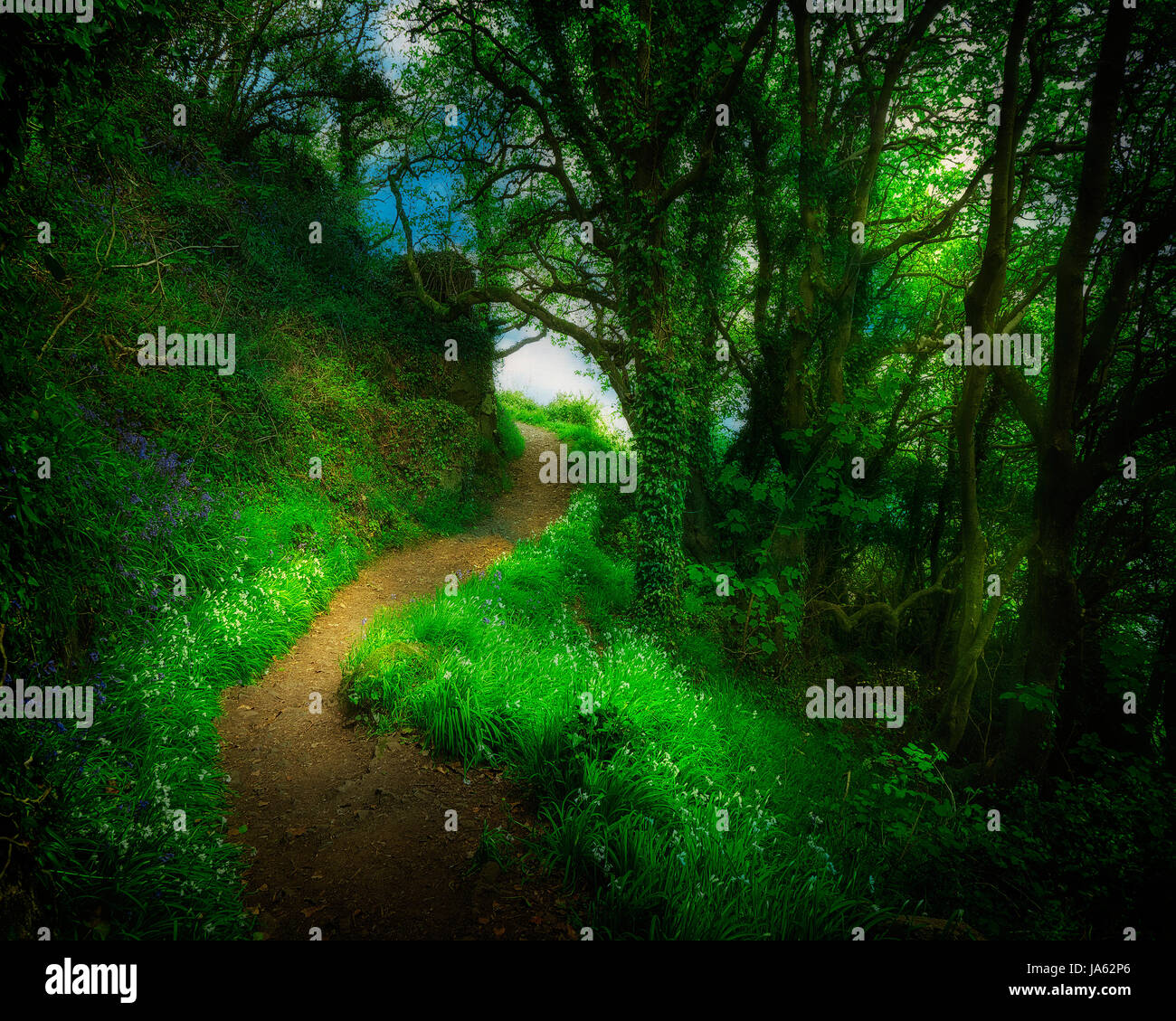 GB - DEVON: lungo il percorso costiero sopra Anstey's cove tra Babbacombe e Torquay Foto Stock