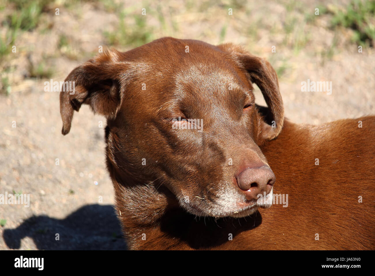 Cane con la faccia gonfia immagini e fotografie stock ad alta risoluzione -  Alamy