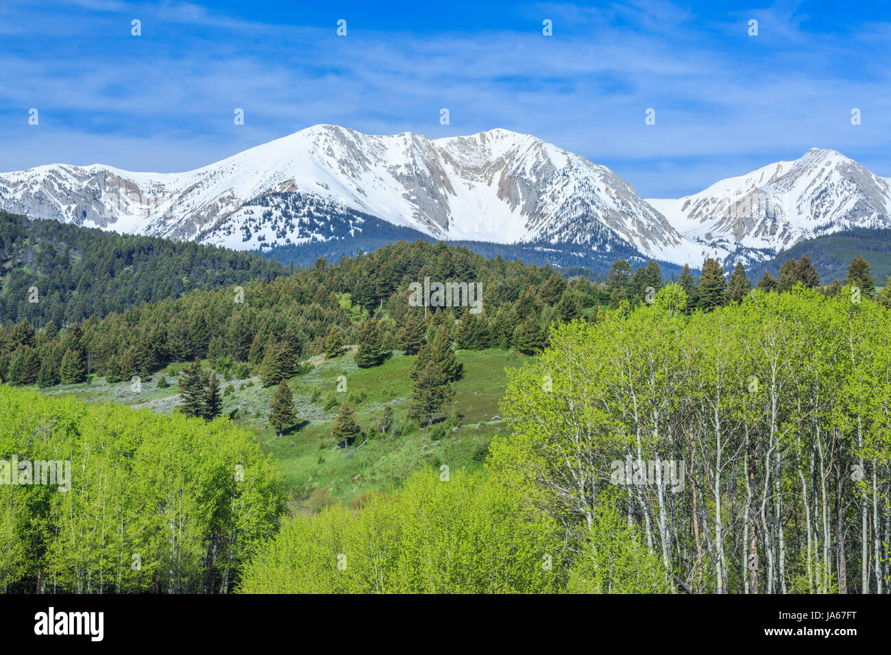 aspen e le colline sotto la neve-coperto di sacagawea picco nella catena di bridger vicino a bozeman, montana Foto Stock