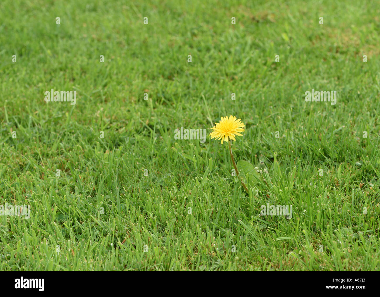 Un singolo giallo fiore di tarassaco (Taraxacum officinale) cresce in un altrimenti ben curato prato. Bedgebury Forest, Kent, Regno Unito. Foto Stock