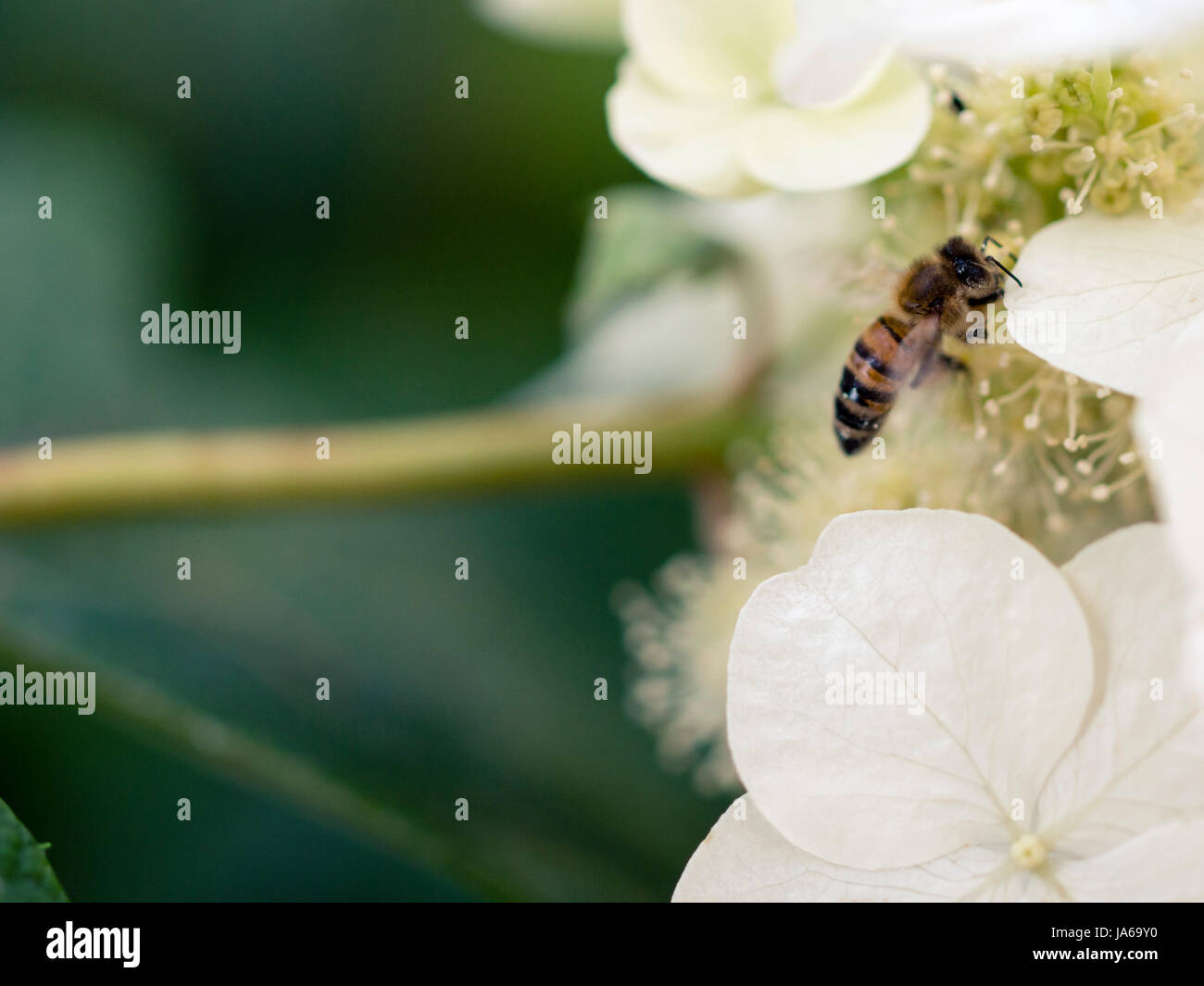 Il miele delle api sul fiore bianco Foto Stock