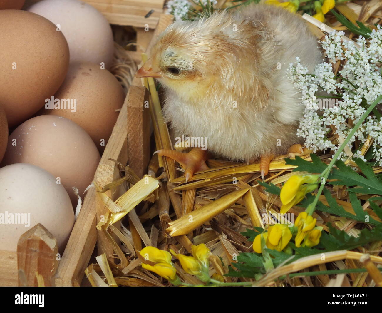 Fresco uova di pollo dal paese Foto Stock