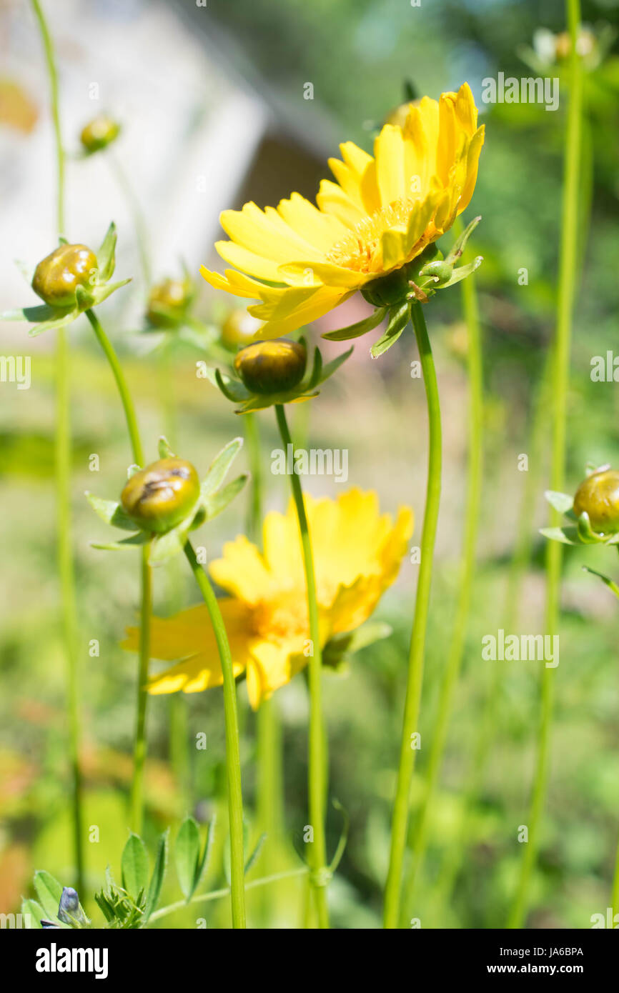 Giallo Coreopsis grandiflora fiore. Foto Stock