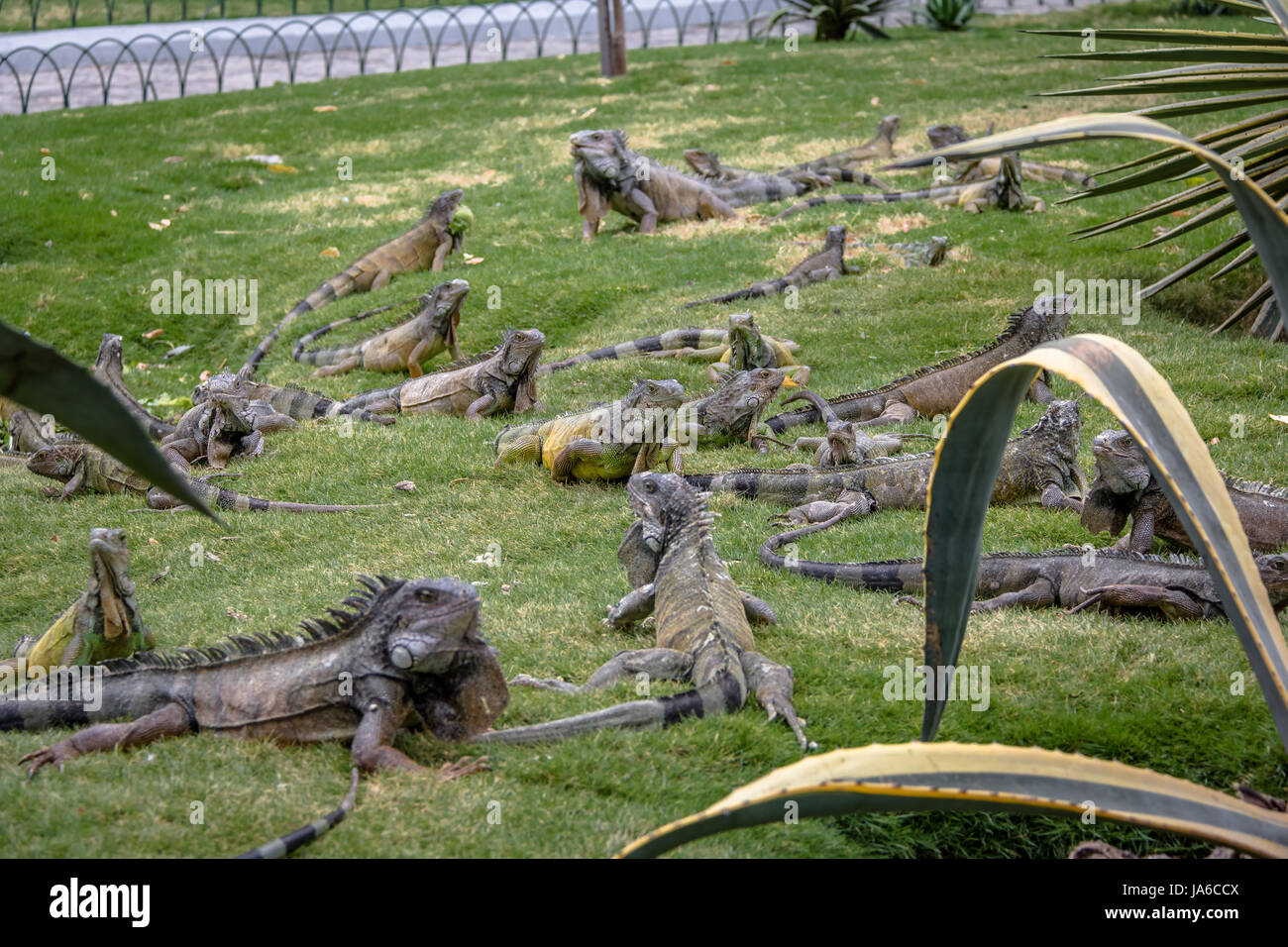 Iguana al Seminario Park (Iguana Park) - Guayaquil, Ecuador Foto Stock