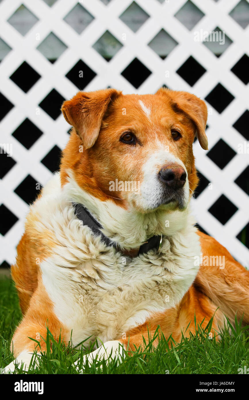 Vecchia fattoria dog sitter su erba con un reticolo bianco sullo sfondo. Foto Stock