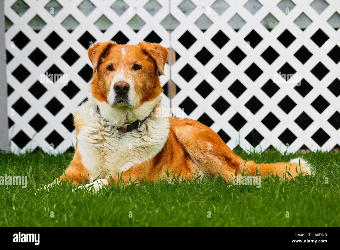 Vecchia fattoria dog sitter su erba con un reticolo bianco sullo sfondo. Foto Stock
