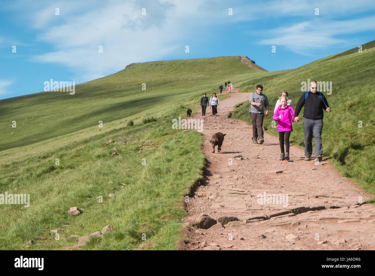 Endurance,dog,a piedi,giù,da,Pen Y Fan,Mountain, Trek,trekking,escursioni,escursioni,a piedi,a piedi,a,Brecon Beacons,Galles,Welsh,Cymru,U.K.,UK,GB,l'Europa, Foto Stock