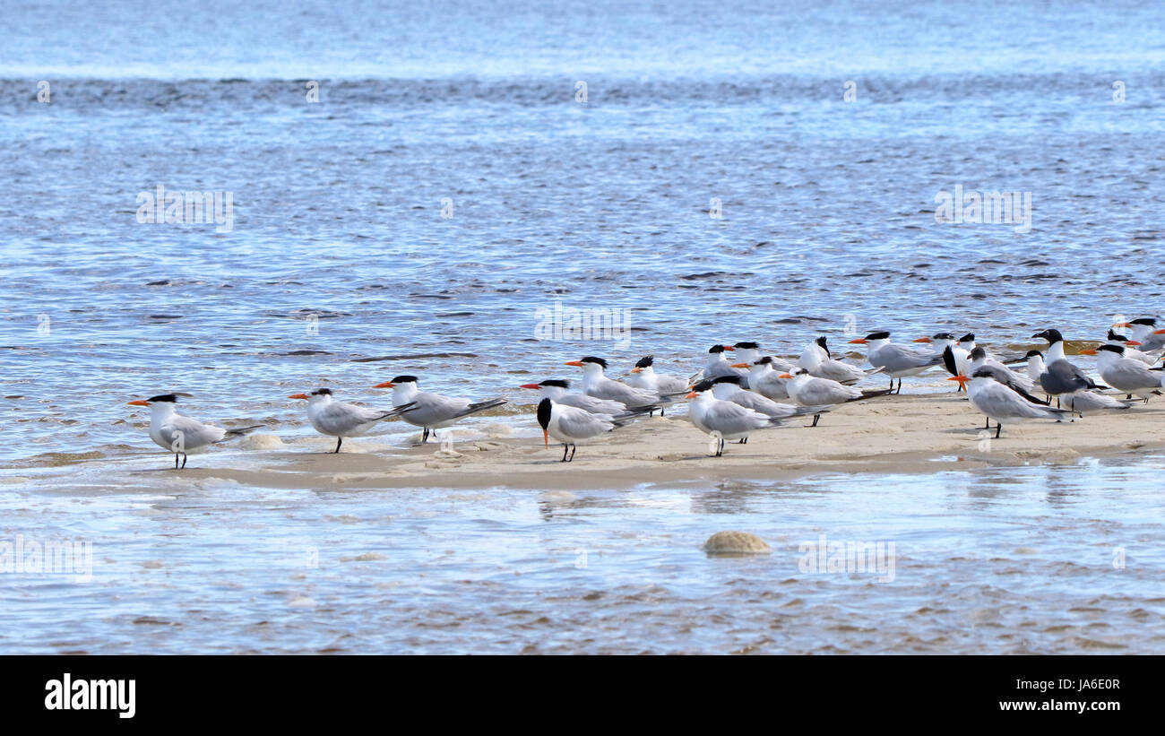 Gruppo di Caspian sterne e ridere i gabbiani su un sandbar Foto Stock