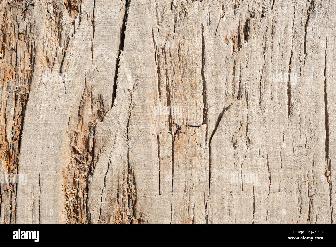 Listoni in legno, texture con schema naturale Foto Stock