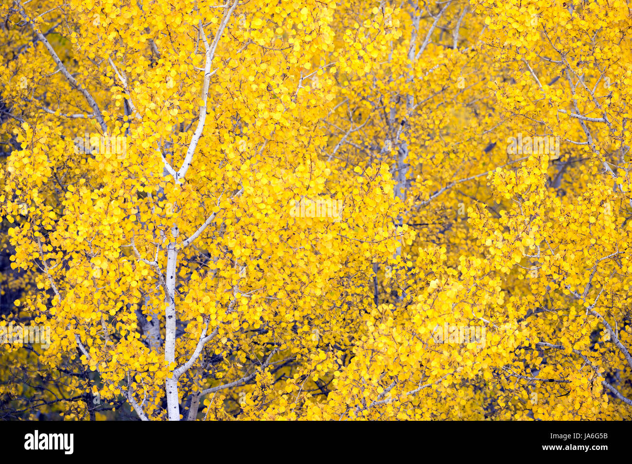 Colore giallo intenso in un Aspen Tree stand come il cambiamento delle stagioni Foto Stock
