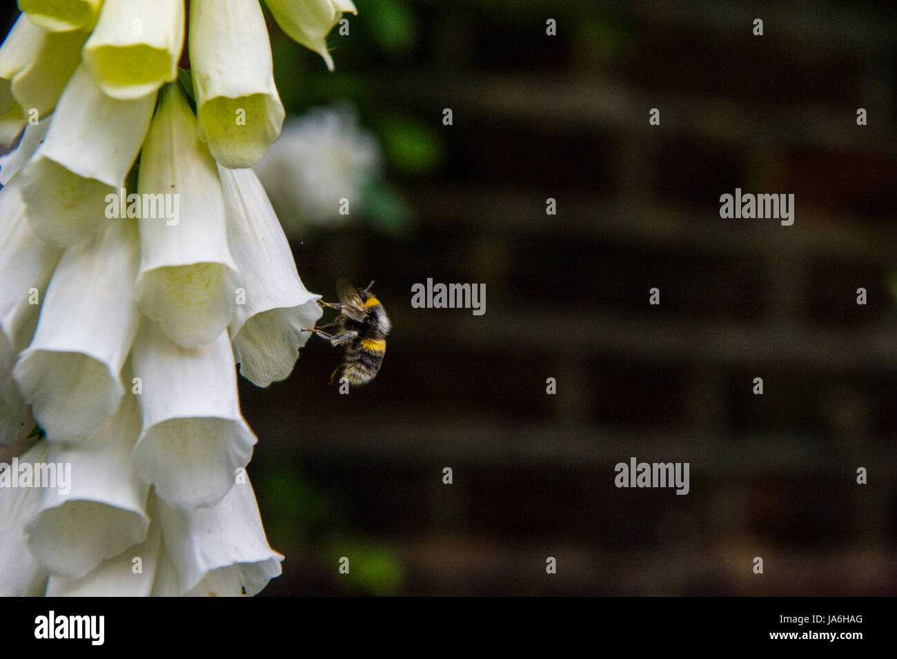 Un bee impollinatori Foto Stock