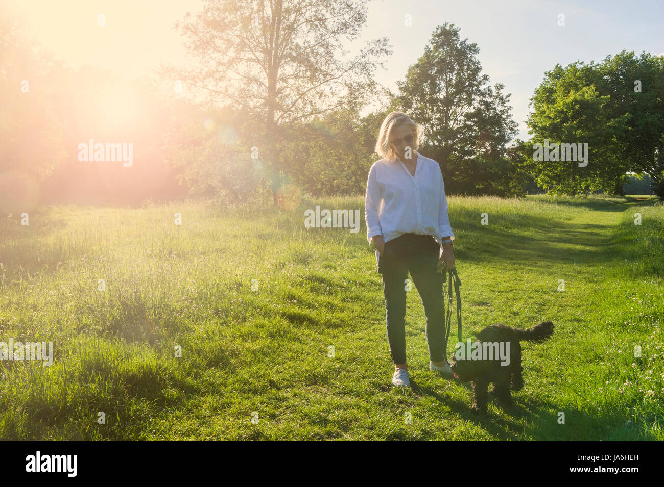 Una Donna vestita di bianco cammina il suo piccolo cane nero in un parco di Londra al tramonto in estate Foto Stock