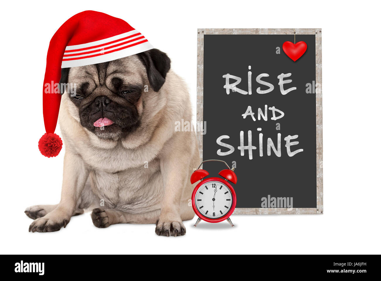 Alzarmi in mattina presto, grumpy pug cucciolo di cane rosso con cappuccio di pelo, sveglia e firmare con testo di origine e lucentezza, isolato su sfondo bianco Foto Stock