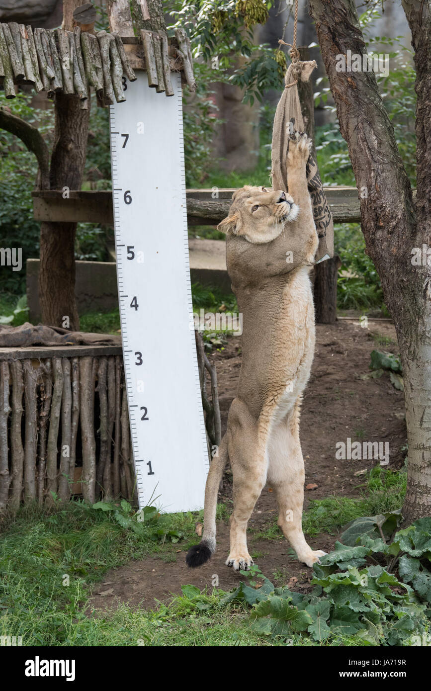 Londra, Regno Unito. 24 agosto 2017. Con più di 20.000 animali nella loro cura, ZSL London Zoo keepers trascorrere ore durante tutto l'anno la registrazione delle altezze e pesi di tutti gli animali, informazioni che li aiuta a monitorare la loro salute e il loro benessere. Credito: Peter Manning/Alamy Live News Foto Stock