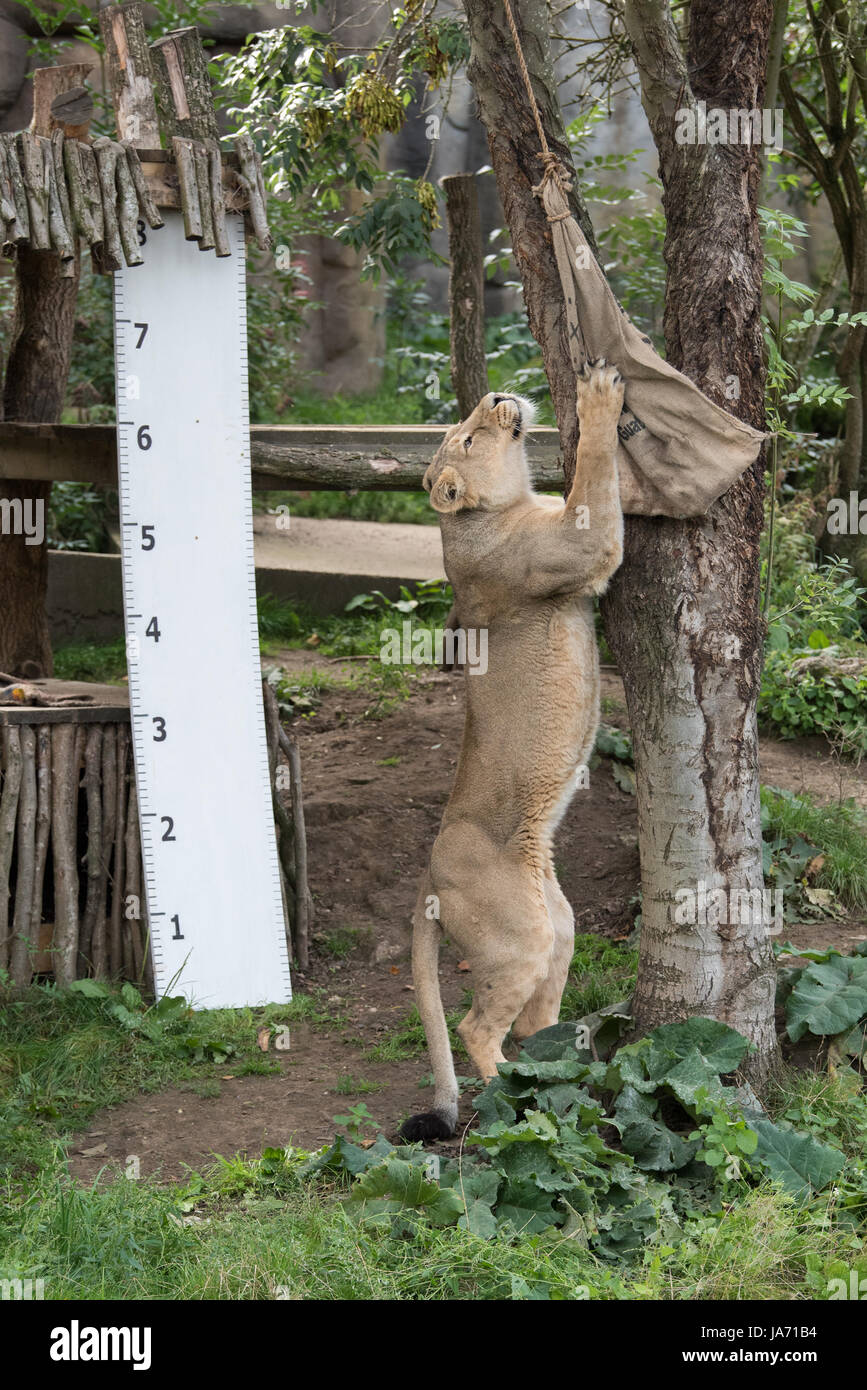 Londra, Regno Unito. 24 agosto 2017. Con più di 20.000 animali nella loro cura, ZSL London Zoo keepers trascorrere ore durante tutto l'anno la registrazione delle altezze e pesi di tutti gli animali, informazioni che li aiuta a monitorare la loro salute e il loro benessere. Credito: Peter Manning/Alamy Live News Foto Stock