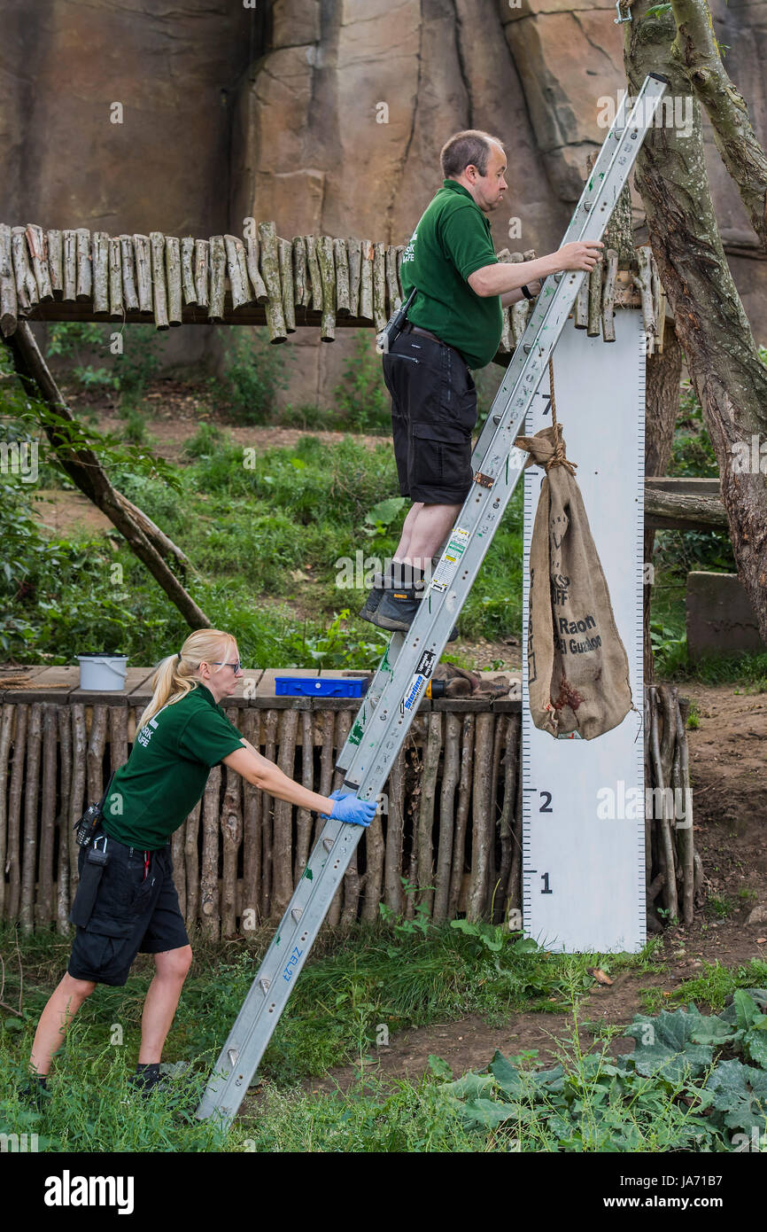 Londra, Regno Unito. 24 Agosto, 2017. Lion custodi appendere un sacchetto per invogliare i lions di stare di fronte al sovrano - l annuale pesare-nei record degli animali statistiche vitali allo Zoo di Londra. Londra, 24 agosto 2017 Credit: Guy Bell/Alamy Live News Foto Stock