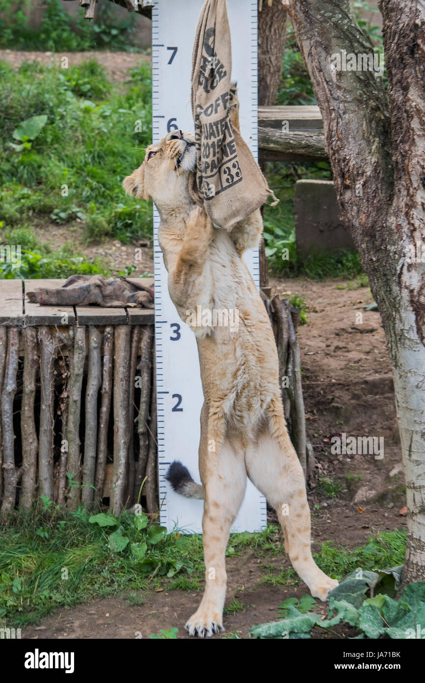 Londra, Regno Unito. 24 Agosto, 2017. I Lions sono attratti da un sacchetto profumato per arrivare fino in modo che possano essere misurati da teh sovrano - l annuale pesare-nei record degli animali statistiche vitali allo Zoo di Londra. Londra, 24 agosto 2017 Credit: Guy Bell/Alamy Live News Foto Stock