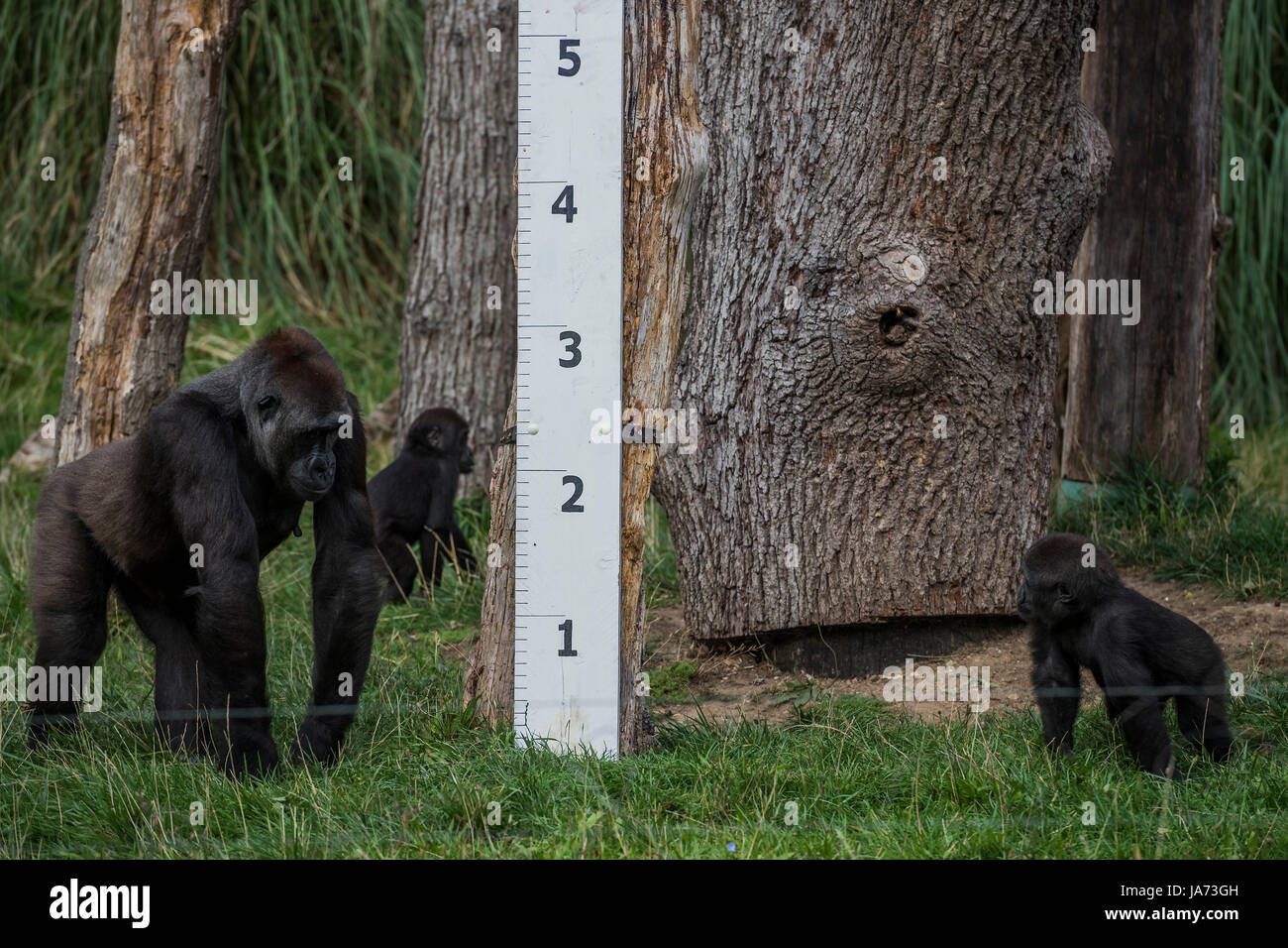 Londra, Regno Unito. 24 Agosto, 2017. L annuale pesare-nei record degli animali statistiche vitali allo Zoo di Londra. Londra, 24 agosto 2017 Credit: Guy Bell/Alamy Live News Foto Stock