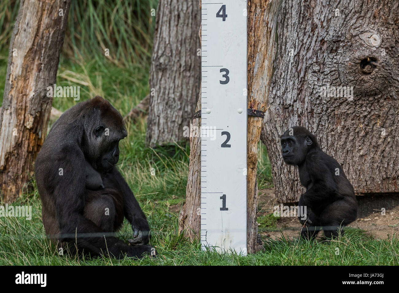 Londra, Regno Unito. 24 Agosto, 2017. L annuale pesare-nei record degli animali statistiche vitali allo Zoo di Londra. Londra, 24 agosto 2017 Credit: Guy Bell/Alamy Live News Foto Stock