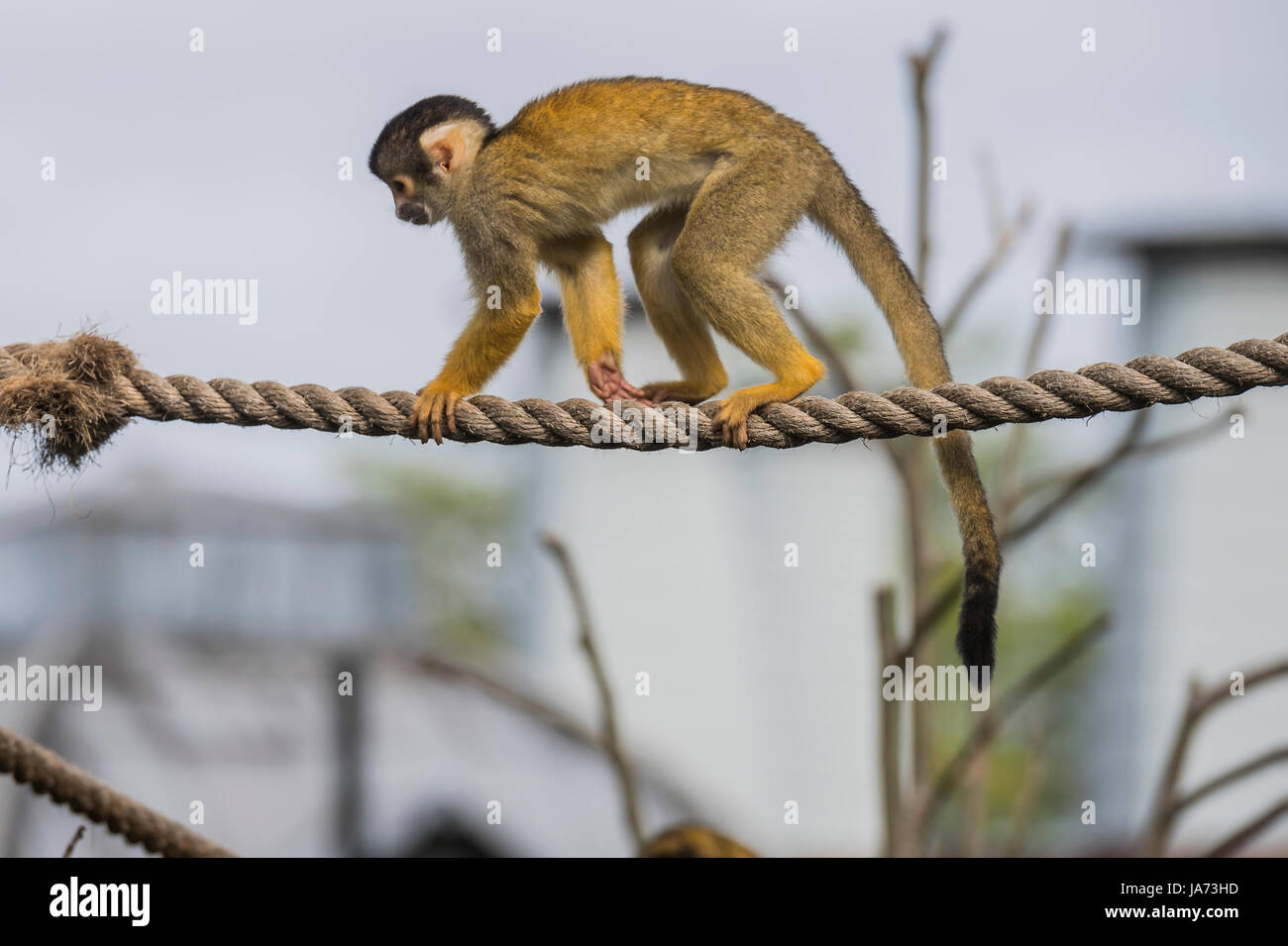 Londra, Regno Unito. 24 Agosto, 2017. L annuale pesare-nei record degli animali statistiche vitali allo Zoo di Londra. Londra, 24 agosto 2017 Credit: Guy Bell/Alamy Live News Foto Stock