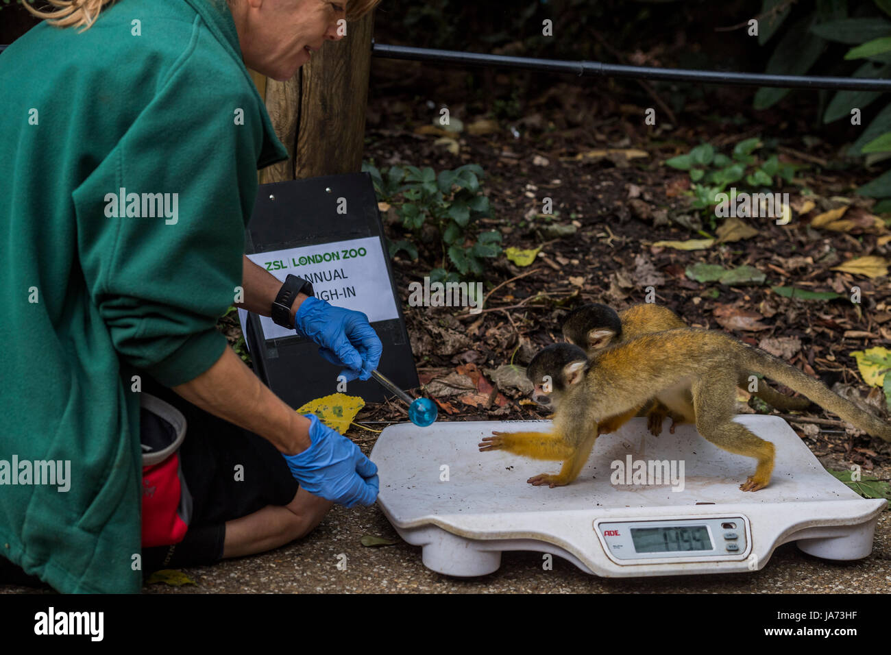 Londra, Regno Unito. 24 Agosto, 2017. Scimmie scoiattolo sono pesati da un guardiano - l annuale pesare-nei record degli animali statistiche vitali allo Zoo di Londra. Londra, 24 agosto 2017 Credit: Guy Bell/Alamy Live News Foto Stock