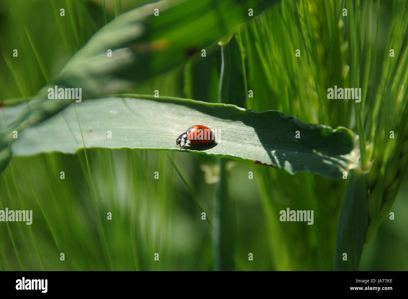 Rosso coccinella insetto su verde foglia scherzare tra foglie di erba Foto Stock