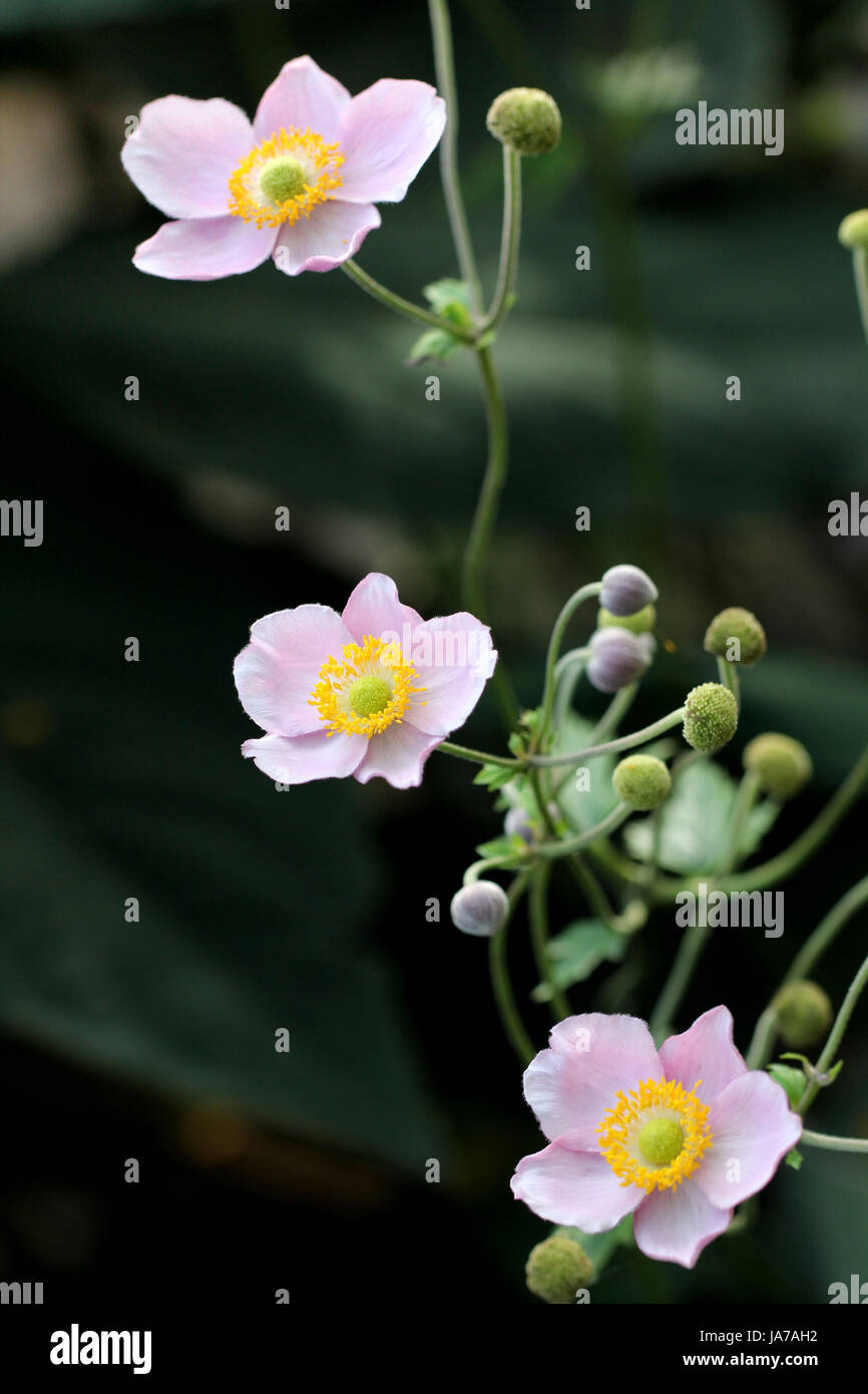 Giardino, verde delicato, filigrane, facile, anemone, giardini, rosa, chiudere il vetro, Foto Stock