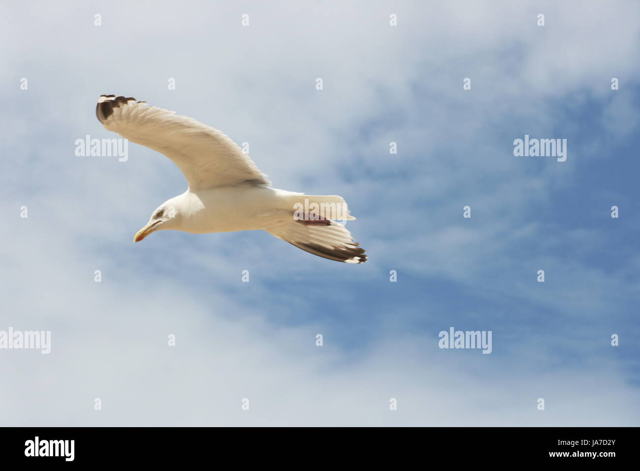 Close-up di un gabbiano volanti, con blue sky Nahaufnahme sfondo einer fliegenden Silbermwe,mit blauem Himmel im Hintergrunde Silbermwe battenti gabbiano (Larus argentatus) Foto Stock