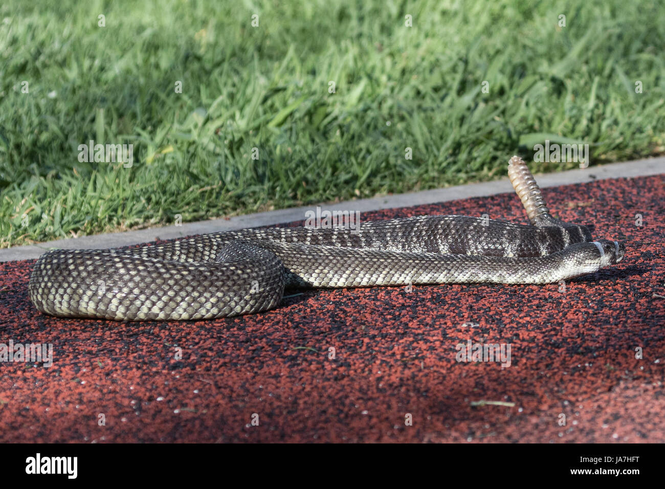 Un rattlesnake nastrati utilizzato nella snake avversione della formazione con i cani Foto Stock