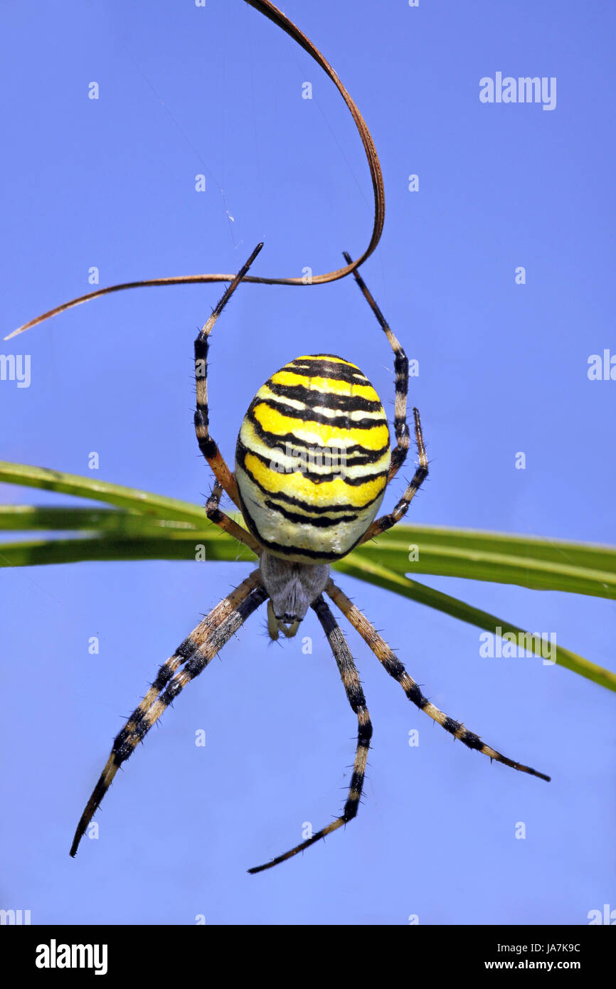 Spider, blu, macro close-up, macro di ammissione, vista ravvicinata, nero, swarthy, Foto Stock