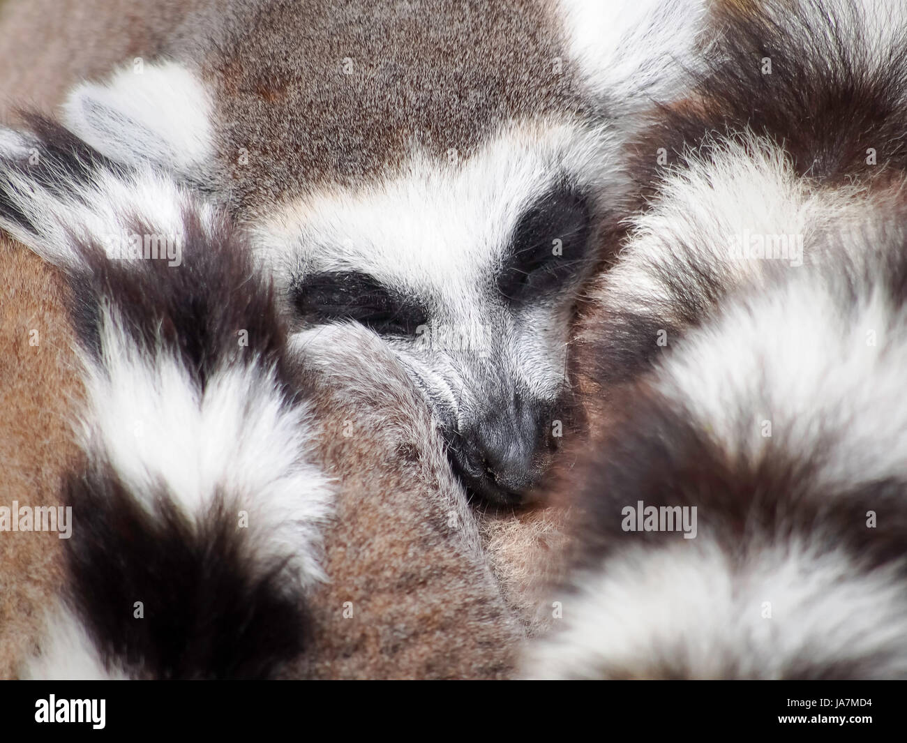 Anello-tailed lemuri raggomitolati insieme per il calore Foto Stock