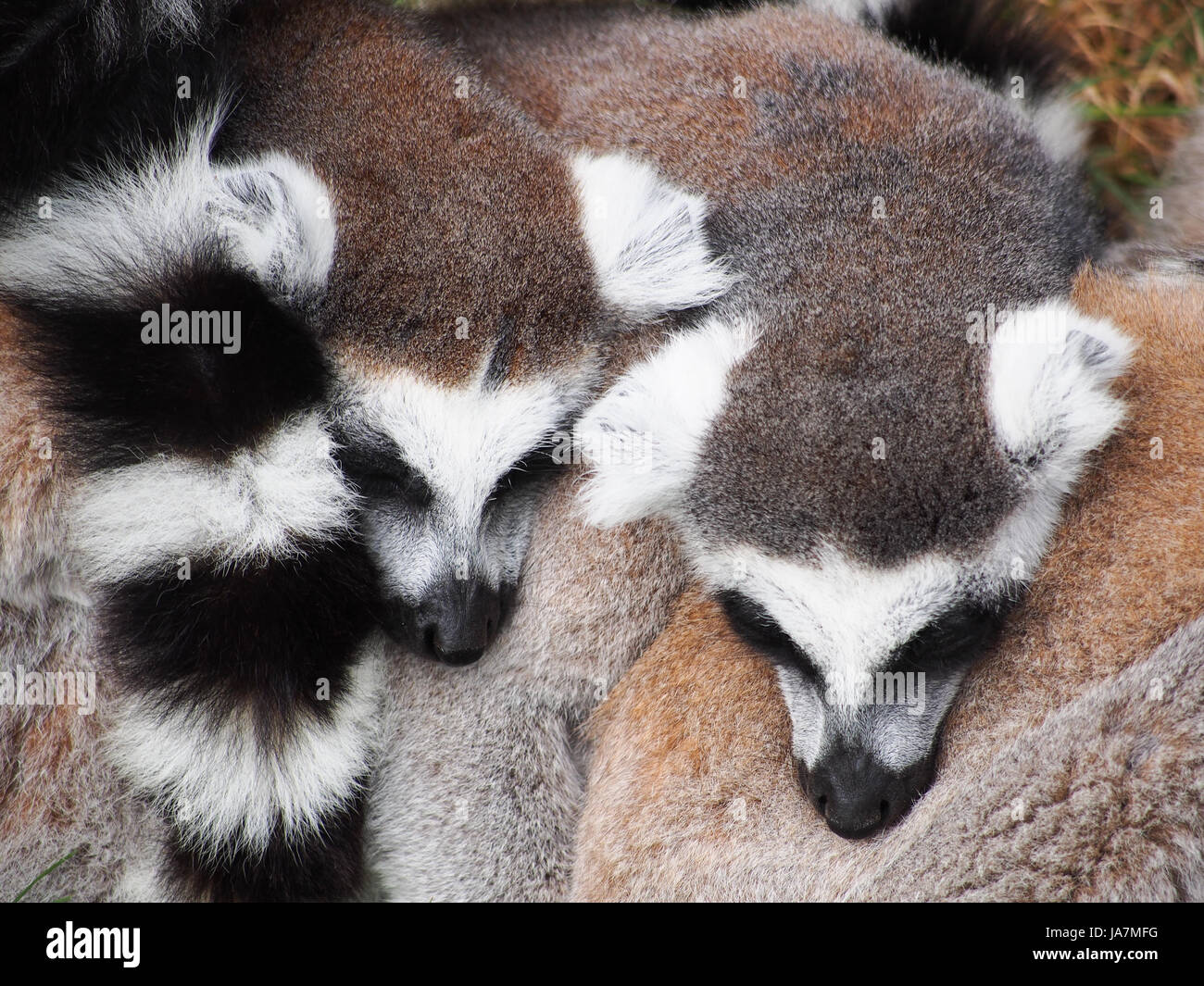 Anello-tailed lemuri raggomitolati insieme per il calore Foto Stock