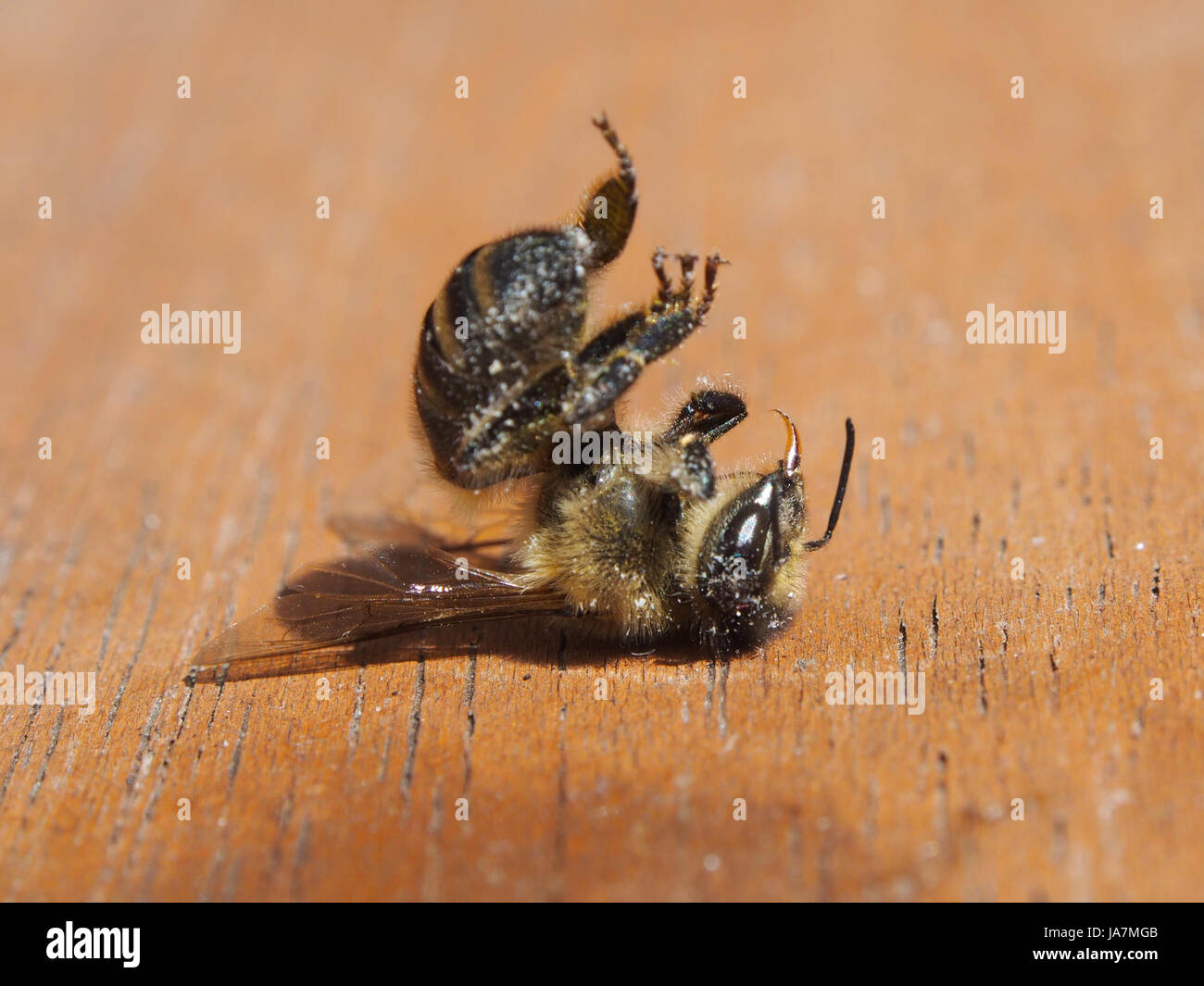 Un'ape morta Foto Stock