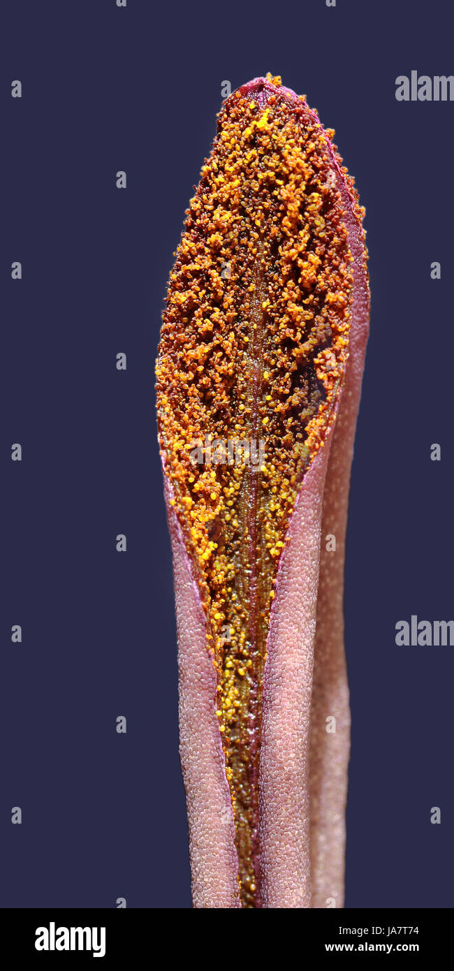 Macro Close-up, macro di ammissione, vista ravvicinata, Bud, cibo, aliment, macro, Foto Stock