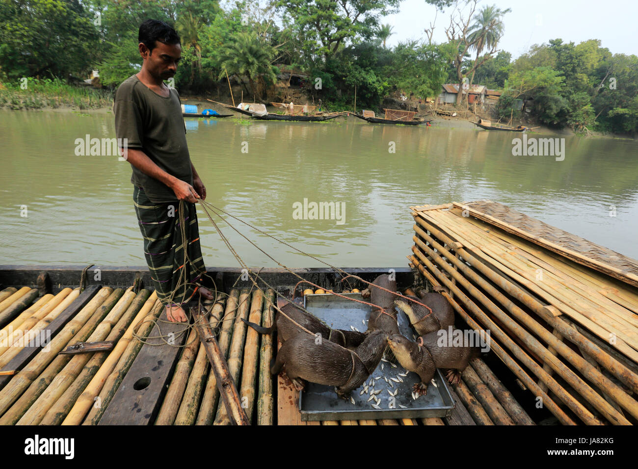 Un pescatore di alimentazione lontre addestrato prima di andare a pesca nel fiume. Narail Bangladesh. Questo metodo è stato praticato fin dal VI secolo D.C. Foto Stock