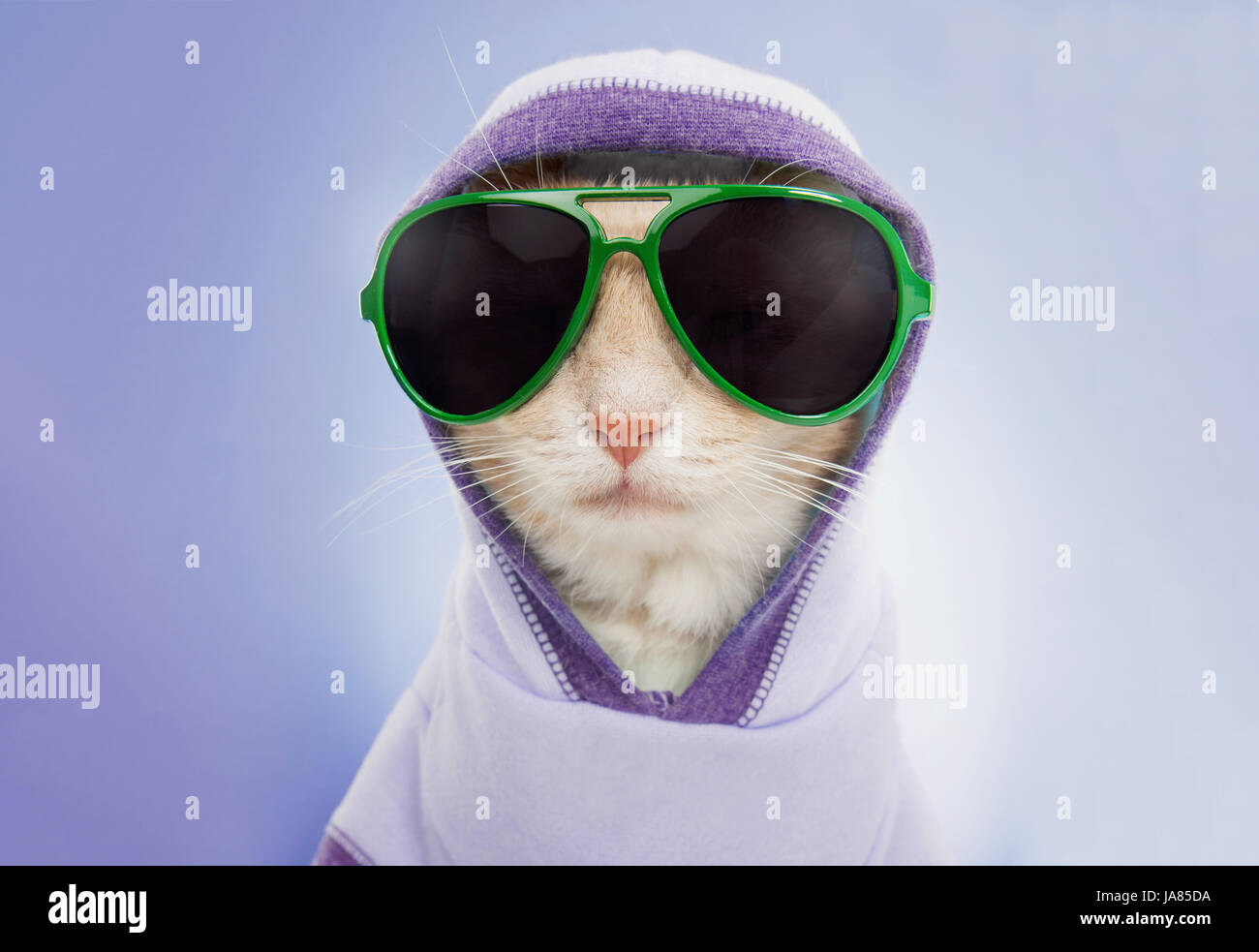 Ritratto in studio di gatto con indosso una cappa e aviator occhiali da sole di guardare direttamente la fotocamera. Foto Stock