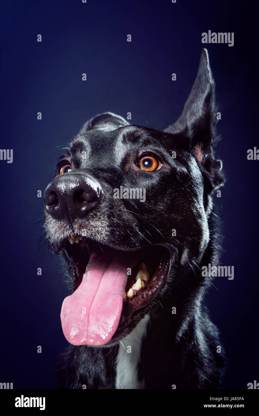 Felice Pastore Tedesco / pitbull mix cercando energicamente al di fuori della telecamera e sorridente. Un orecchio è in alto e uno in basso; cerca avviso. Foto Stock