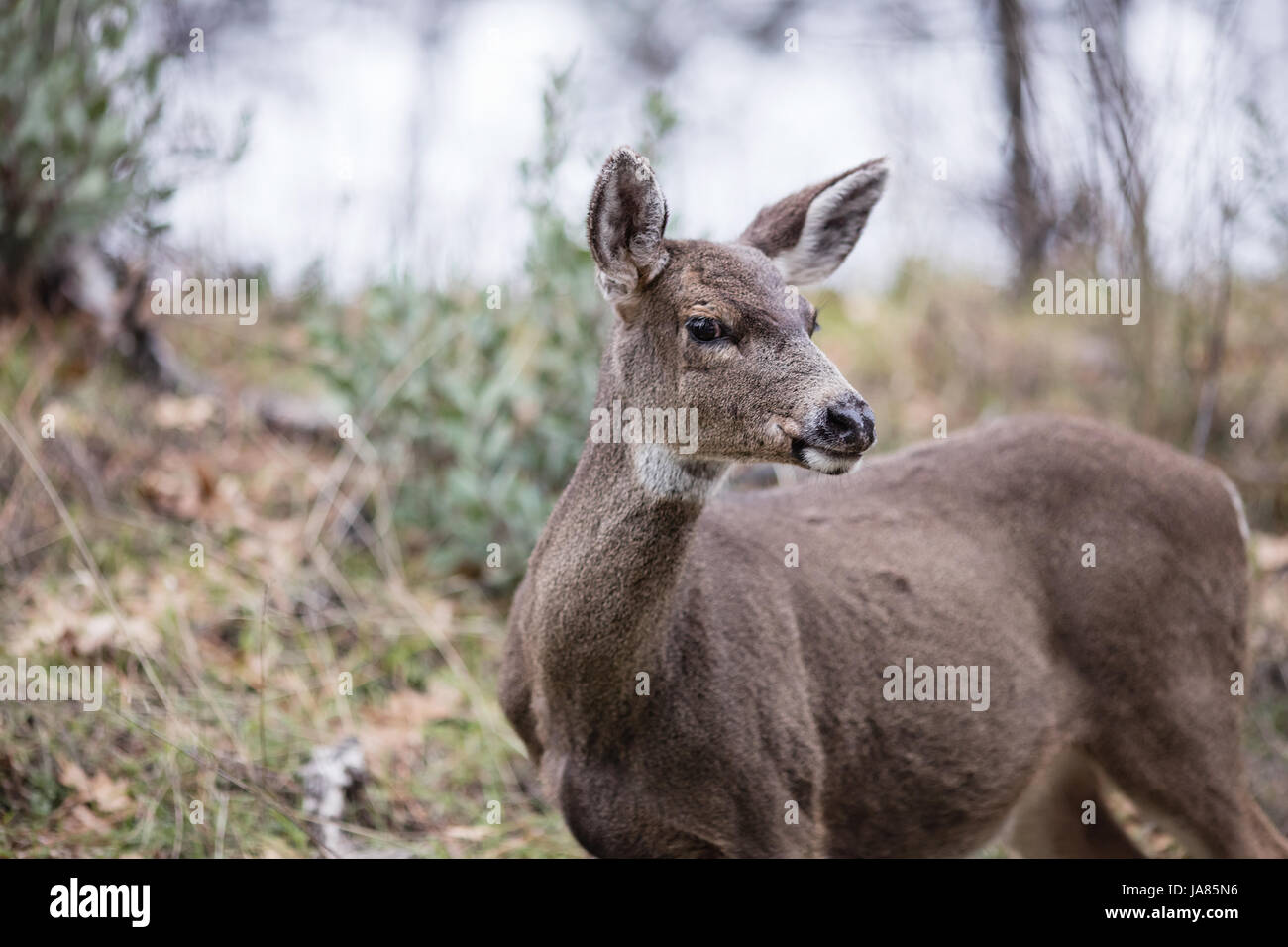 Ritratto di un cervo femmina nel selvaggio guardando la fotocamera. Foto Stock