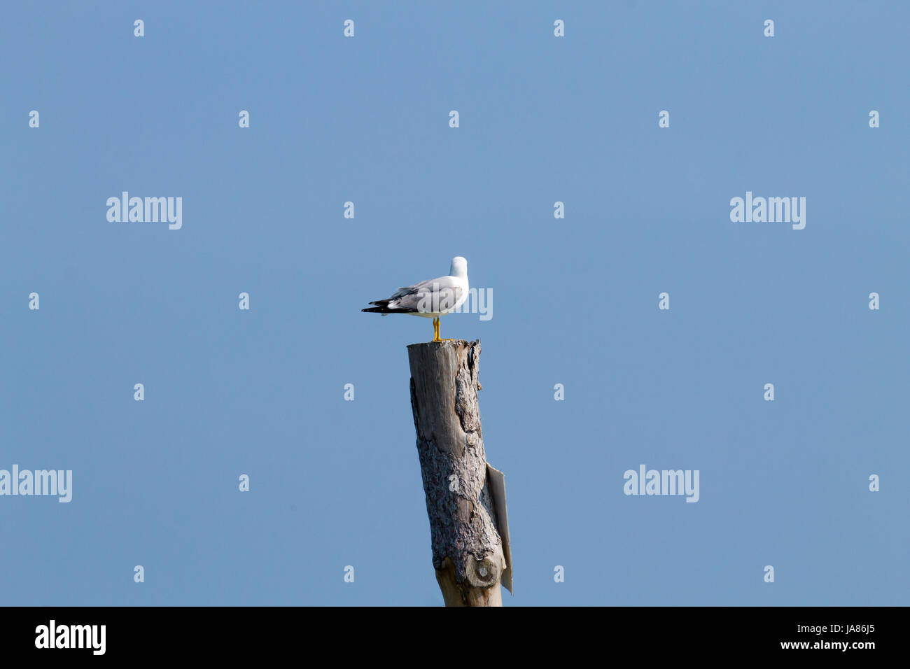Gull permanente sulla palizzata da "Delta del Po' laguna. Natura italiana. Birdwatching Foto Stock