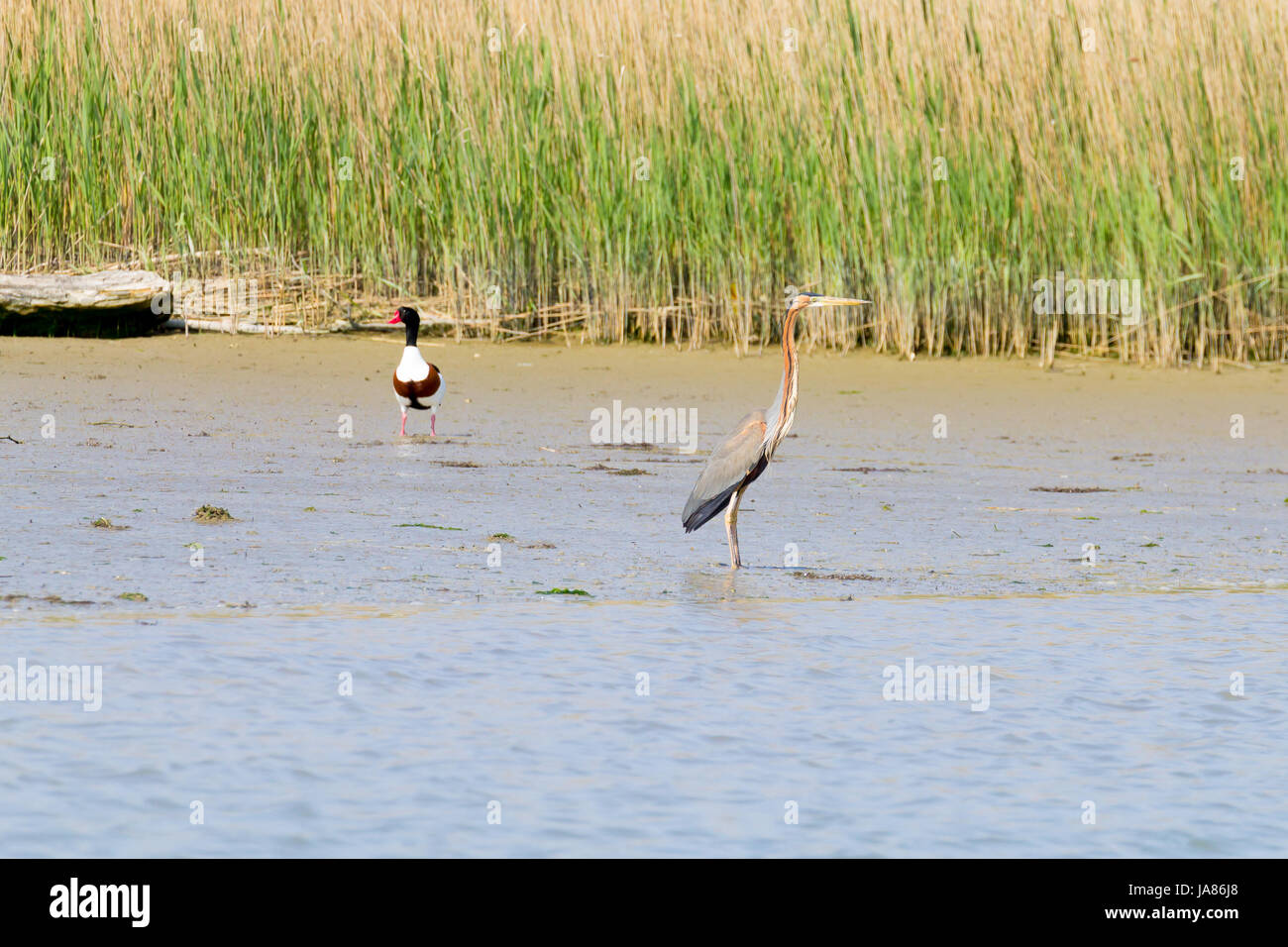 Airone rosso vicino fino dal fiume Po laguna, Italia. Per gli uccelli migratori. Natura italiana Foto Stock