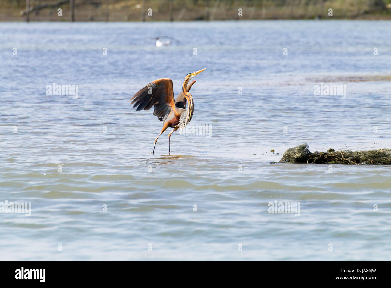 Airone rosso vicino fino dal fiume Po laguna, Italia. Per gli uccelli migratori. Natura italiana Foto Stock