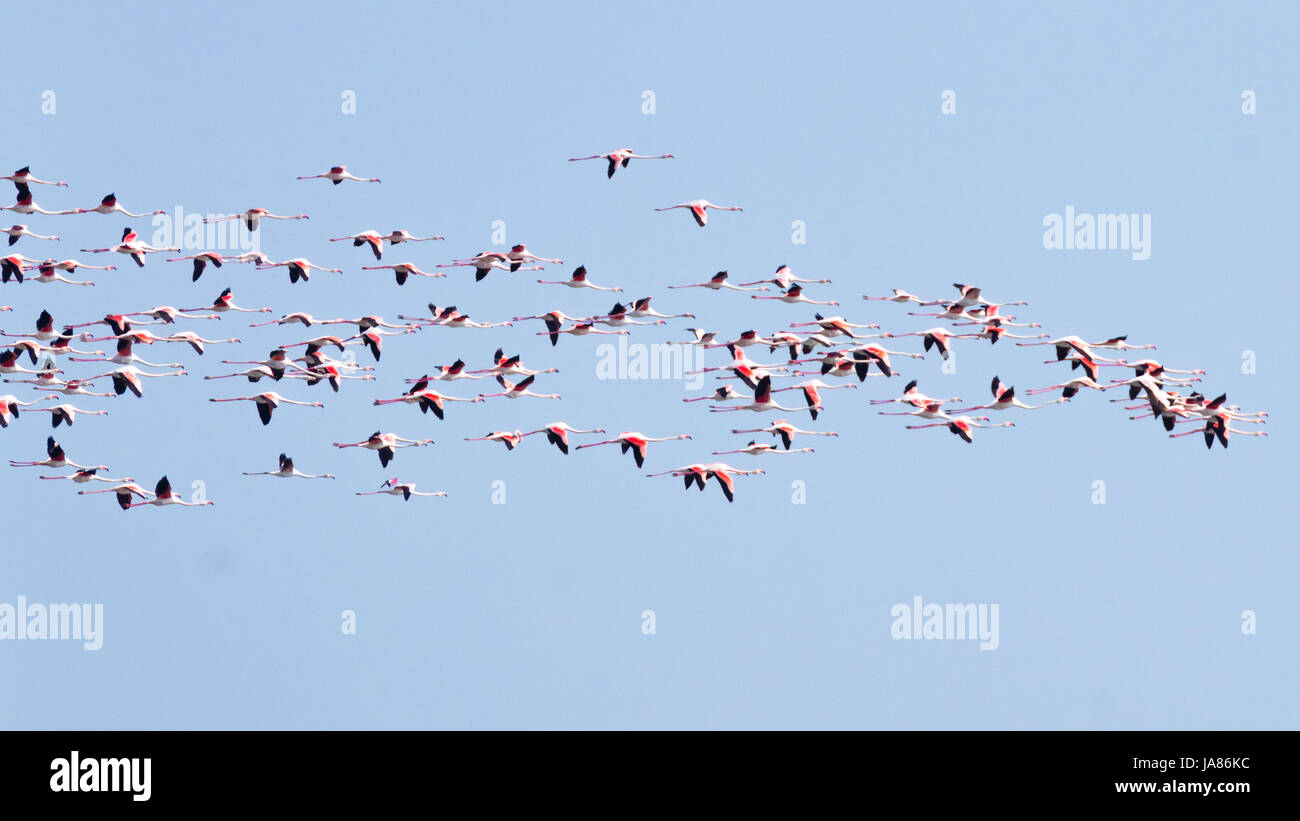 Stormo di fenicotteri rosa da "delta del po' laguna, Italia. natura panorama Foto Stock