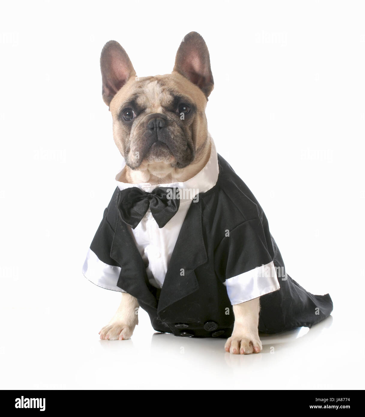 Bello cane - bulldog francese vestiti che indossa lo smoking isolati su  sfondo bianco Foto stock - Alamy