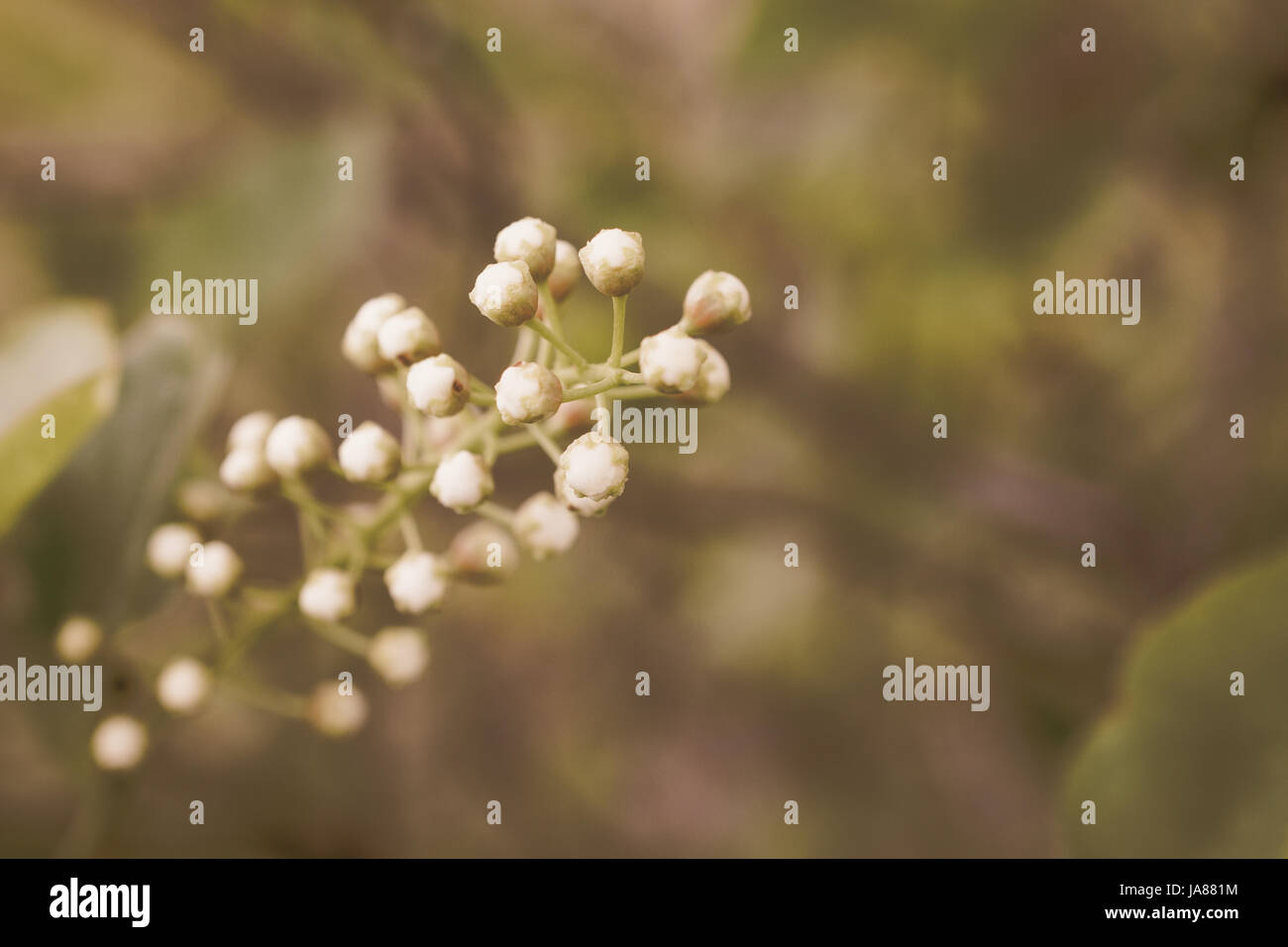 Nuovo Chokecherry Blossoms Foto Stock